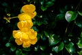Yellow flower of Cat`s claw vine with green leaves Royalty Free Stock Photo