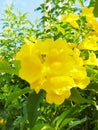 yellow flower Cat& x27;s claw Royalty Free Stock Photo