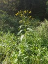 Yellow Flower Caught In Sunlight