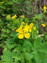 Yellow flower - celandine plant - green nature