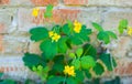 Yellow flower of celandine plant near brick wall. Medicinal herb with bactericidal and fungicidal action Royalty Free Stock Photo