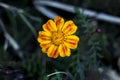 A yellow flower picture with blur background