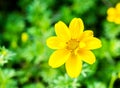 Yellow flower in chiangmai province thailand. Royalty Free Stock Photo