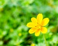 Yellow flower in chiangmai province thailand. Royalty Free Stock Photo