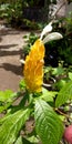 yellow flower chicken& x27;s comb that grows in the yard of the house