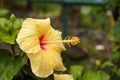 Yellow flower of Chinese Hibiscus tree Royalty Free Stock Photo