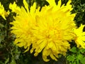 Yellow Flower