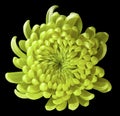 Yellow flower chrysanthemum. black isolated background with clipping path. Closeup. no shadows.