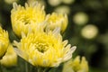 Yellow flower Chrysanthemum Dendranthemum grandifflora the garden