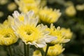 Yellow flower Chrysanthemum Dendranthemum grandifflora the garden