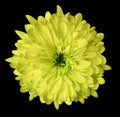 Yellow flower chrysanthemum, garden flower, black isolated background with clipping path. Closeup. no shadows. green centre. Royalty Free Stock Photo