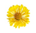 Yellow  flower of  Chrysanthemum isolated on  white background.  Close up Royalty Free Stock Photo