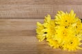 Yellow flower Chrysanthemum on wood blackground