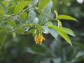 Yellow flower climbing ylang, climbing ilang, manorangini, hara, kantali champa name Artabotrys siamensis Hardwood vine
