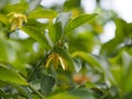 Yellow flower climbing ylang, climbing ilang, manorangini, hara, kantali champa name Artabotrys siamensis Hardwood vine Royalty Free Stock Photo