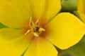 Yellow flower close up