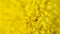 Yellow flower Royalty Free Stock Photo