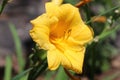 The Yellow Flower