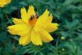 Yellow flower and Close up of Bee ., yellow blooming cosmos flower with Flying honeybee Royalty Free Stock Photo