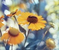 yellow flower close-up blue bokeh background outdoor garden Royalty Free Stock Photo