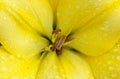 Yellow flower close up Royalty Free Stock Photo