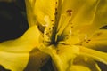 Yellow flower close up. floral background macro