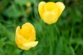 Yellow flower close-up, macro.Tulip on a background of green. Soft focus Design for poster, cover, branding, banner, placard, pack