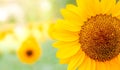 Yellow flower, Close up Sunflower in the garden, abundance field with blur background