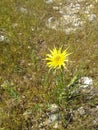 Yellow flower close up yellow grass Royalty Free Stock Photo