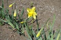 Yellow flower and closed buds of narcissuses