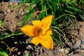 Yellow Flower Closeup - Azores