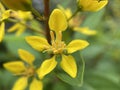 Yellow Shower of Gold Flower