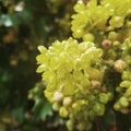 Yellow flower closeup