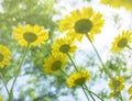 Yellow Flower closeup in garden with sky Royalty Free Stock Photo