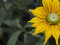 Yellow Flower Closeup