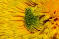 Yellow flower closeup macro