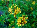 Yellow flower closeup shot with blur background. Royalty Free Stock Photo