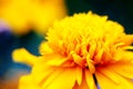 yellow flower closeup shot Royalty Free Stock Photo