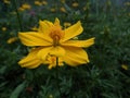 Yellow flower closeup view beauty and eye catching background flower photo