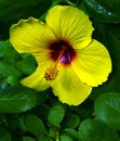 Yellow flower closeup