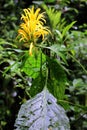 The yellow flower from the cloud forest.