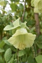 Cobea scandes f.alba in bloom