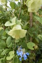Cobea scandes f.alba in bloom