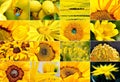 Yellow flower collage