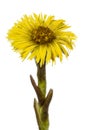 Yellow flower of coltsfoot, lat. Tussilago farfara, isolated on