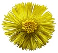 Yellow flower coltsfoot white isolated background with clipping path. Closeup. no shadows.
