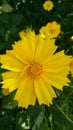 Yellow flower of coreopsis lanceolate Royalty Free Stock Photo