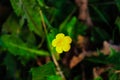 Yellow flower, Corn Buttercup in grass Royalty Free Stock Photo