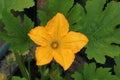 Yellow flower on courgette zucchini plant Royalty Free Stock Photo