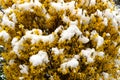 Yellow flower covered with snow Royalty Free Stock Photo